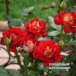 Троянда "Нью Фешн"