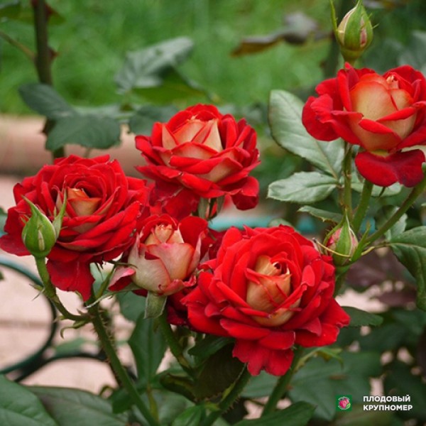 Саженцы Троянда "Нью Фешн"