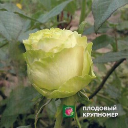 Троянда "Пеппермінт"