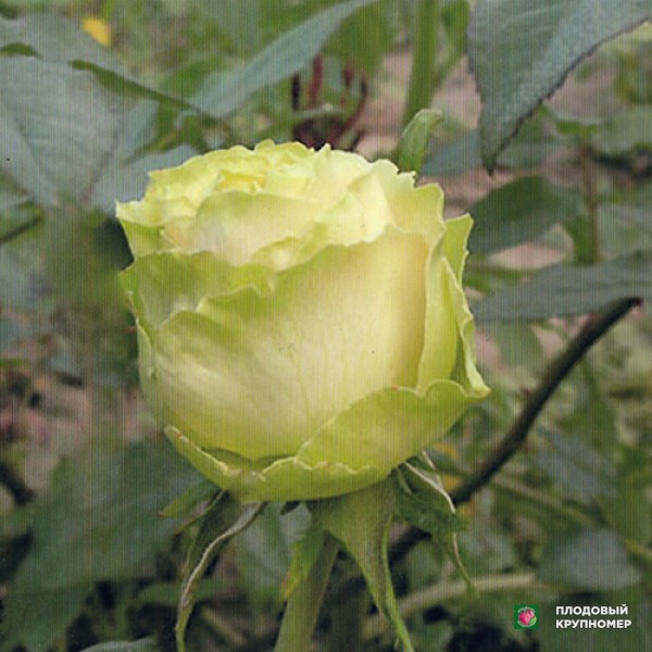 Саженцы Троянда "Пеппермінт"