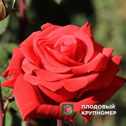 Троянда "Ред Берлін"