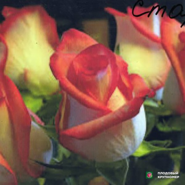 Саженцы Троянда "Стар 2000"