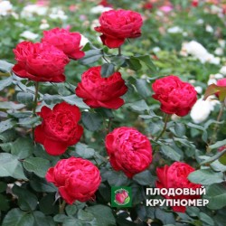 Троянда "Травіата"