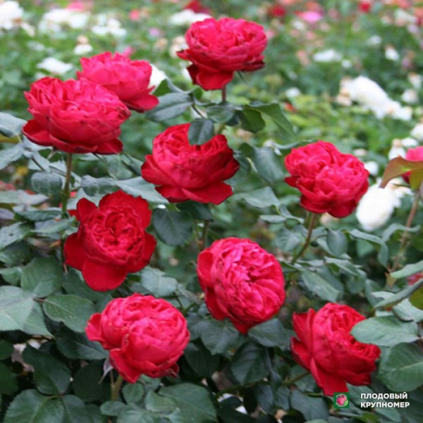 Саженцы Троянда "Травіата"