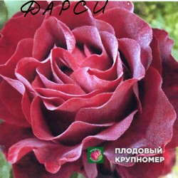 Троянда "Фарсі"