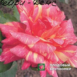 Троянда "Фейрі Данс"