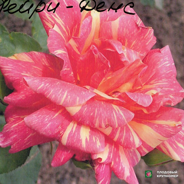 Саженцы Троянда "Фейрі Данс"