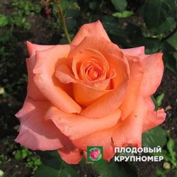 Троянда Фольклор (Folklore)