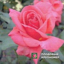 Троянда "Фройде"