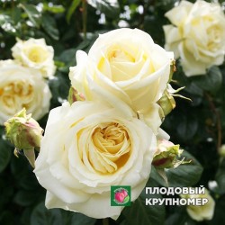 Троянда "Шнеевальцер"