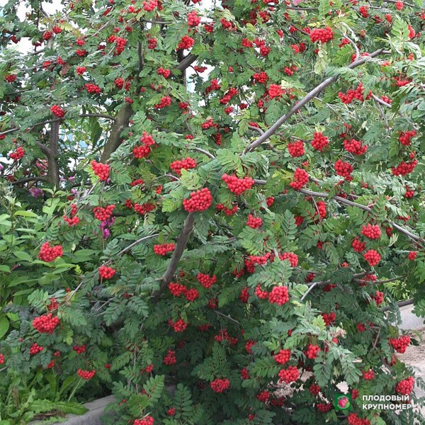 Саженцы Горобина червона