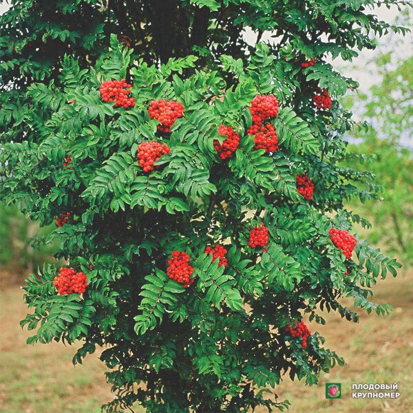 Саженцы Горобина - Фастигиата