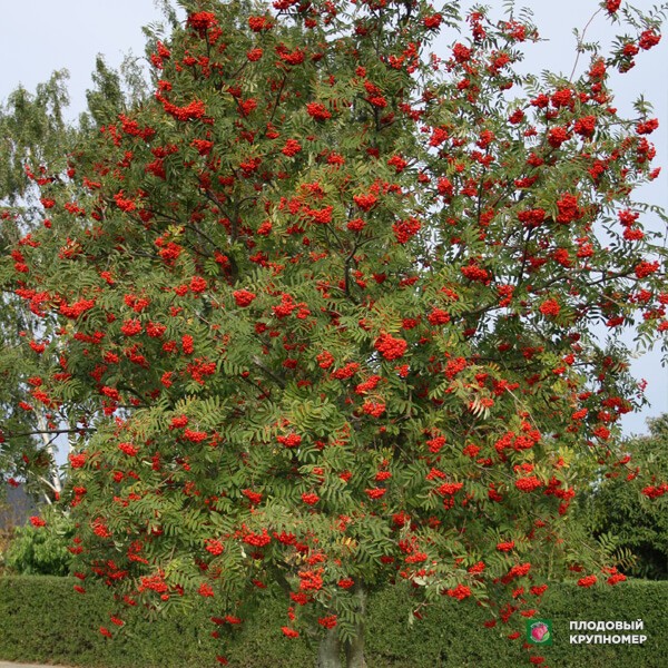 Саженцы Горобина - звичайна