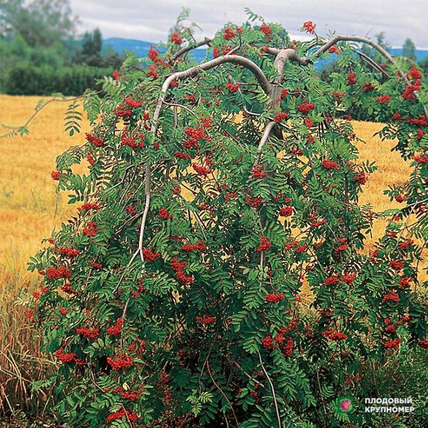 Саженцы Горобина - Плакуча