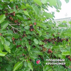 Шовковиця " Шеллі"