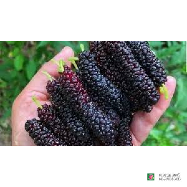 Саженцы Шовковиця "дар ларінова"