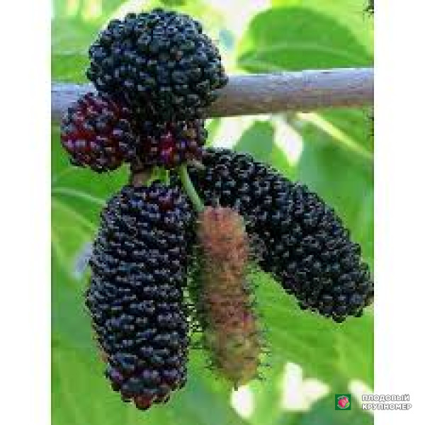 Саженцы Шовковиця "лінла"