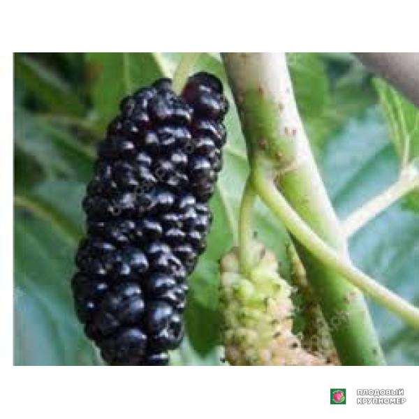 Саженцы Шовковиця "іллінойс"