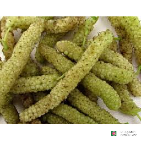 Саженцы Шовковиця "кінг оф вайт"