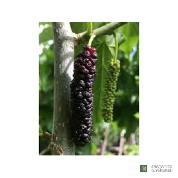 Саженцы Шовковиця "мюлле"