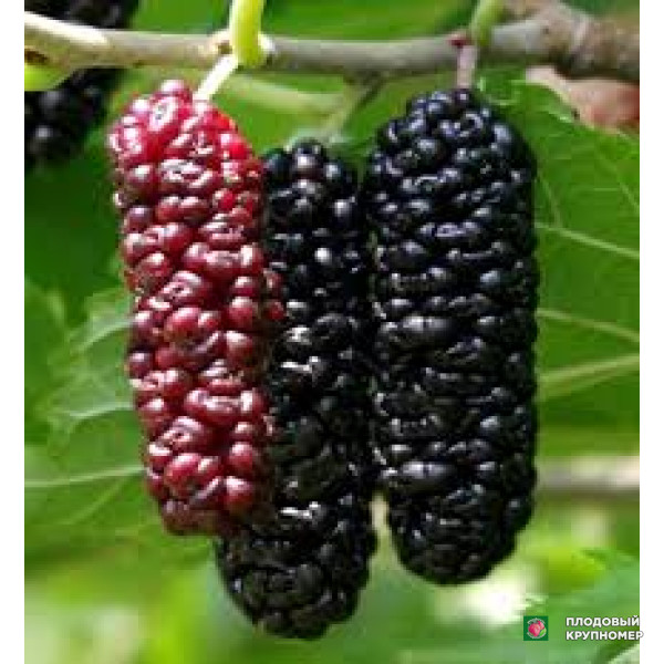 Саженцы Шовковиця "великоплідна ігра"