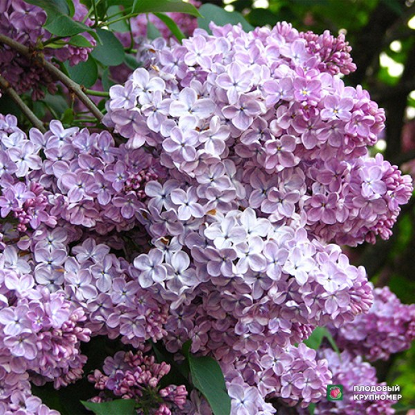 Саженцы Бузок "Мрія"