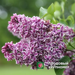 Бузок "Сенсація"