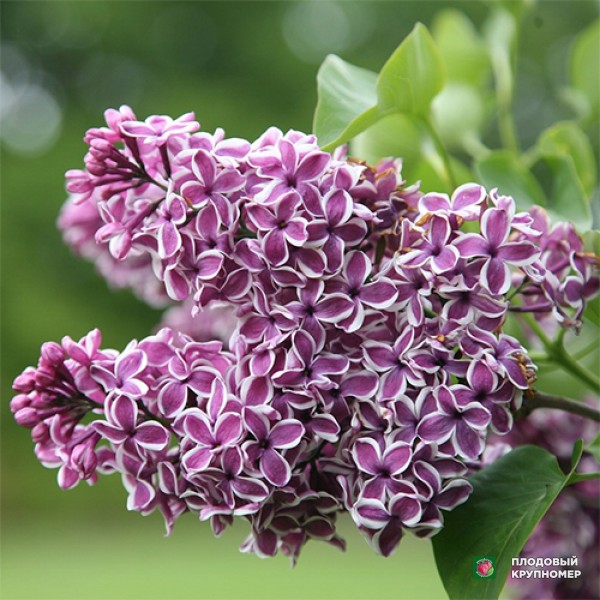 Саженцы Бузок "Сенсація"