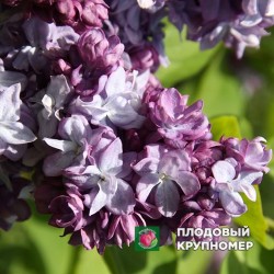 Бузок "Тарас Бульба"