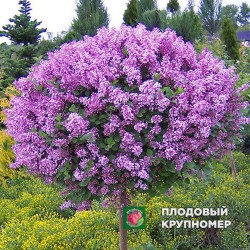 Бузок "проста Бузкова на штамбі"