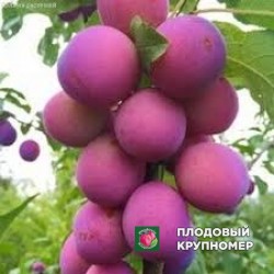 Слива "ханта"