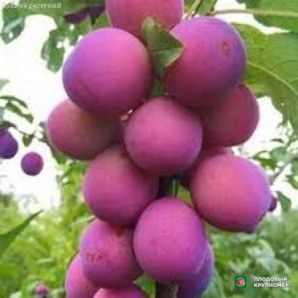 Саженцы Слива "ханта"