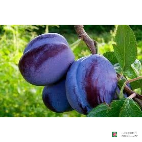 Саженцы Слива "сальва"