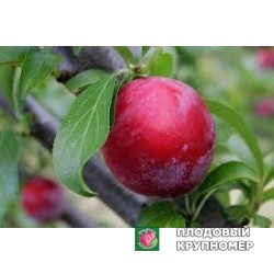 Слива "сплендор"