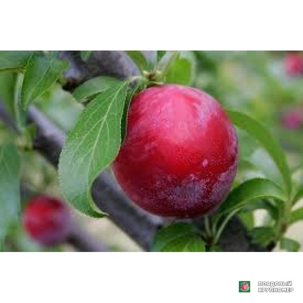 Саженцы Слива "сплендор"