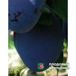 Слива "топендплюс"