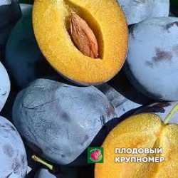 Слива "топхіт"