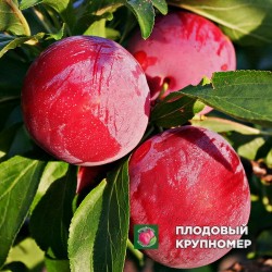 Слива "Ред Харт"