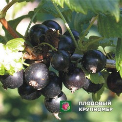 Смородина чорна "Вернісаж"