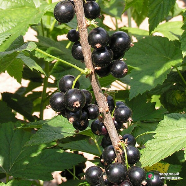 Саженцы Смородина чорна "Грація"