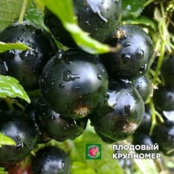 Смородина чорна "Гулівер"