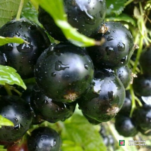 Саженцы Смородина чорна "Гулівер"