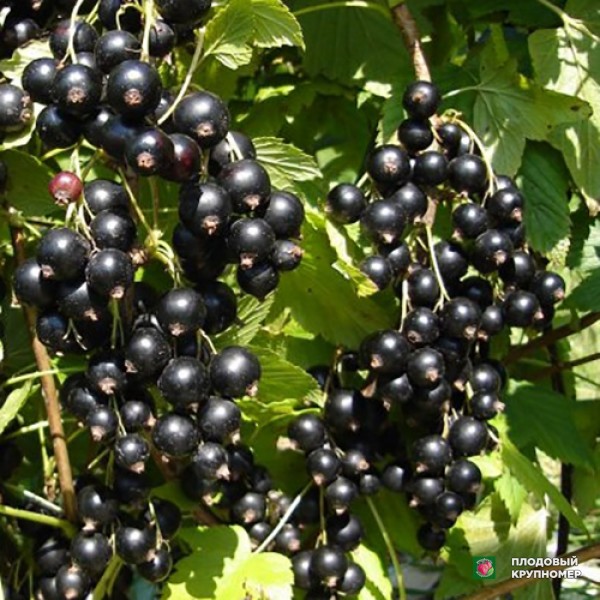 Саженцы Смородина чорна "Добриня"