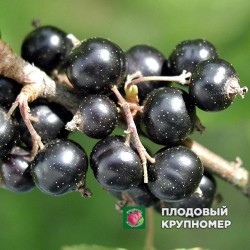 Смородина чорна "Перлова"