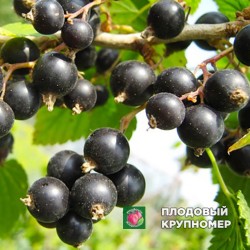 Смородина чорна "Родзинка"