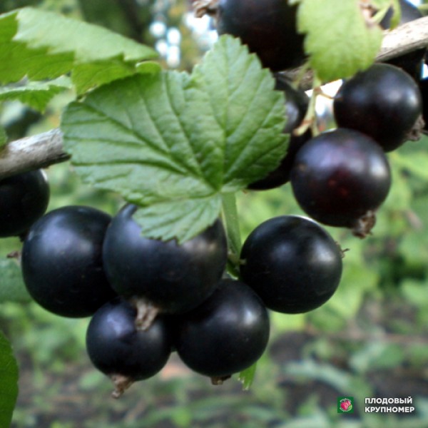 Саженцы Смородина чорна "Краса Львова"