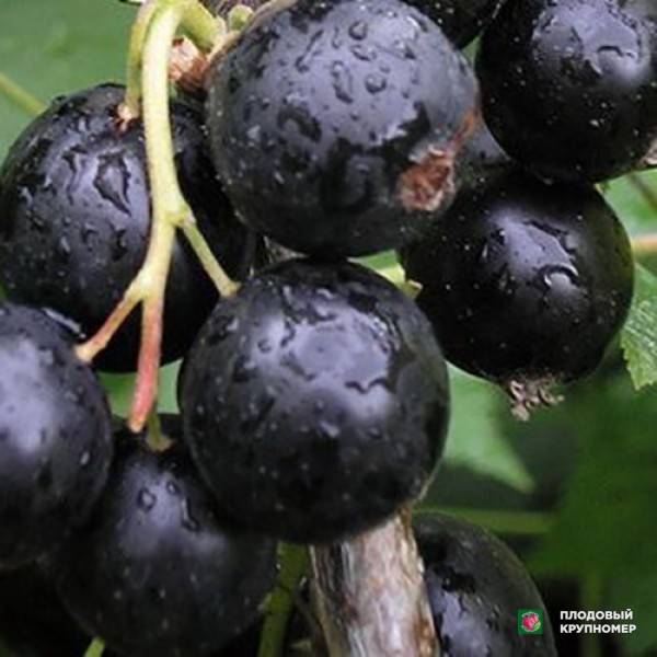 Саженцы Смородина чорна "Орловія"