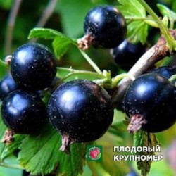 Смородина чорна "Павлинка"