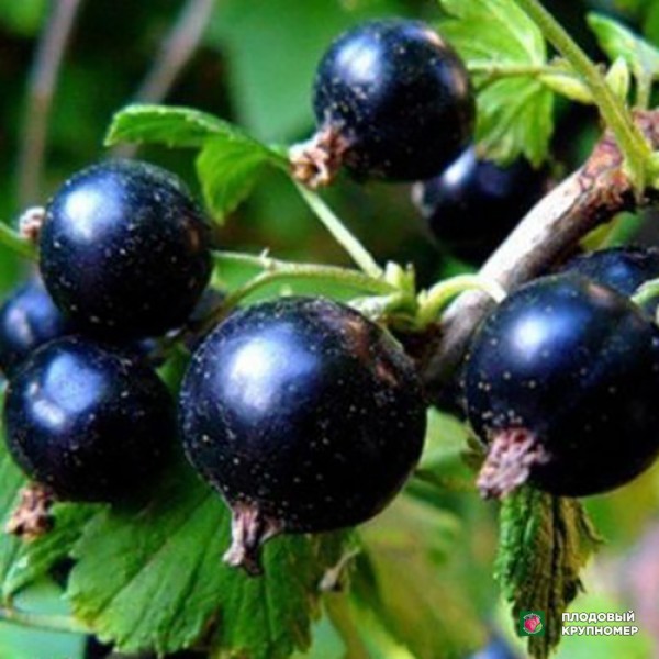 Саженцы Смородина чорна "Павлинка"