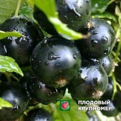 Смородина чорна "Прем'єра"